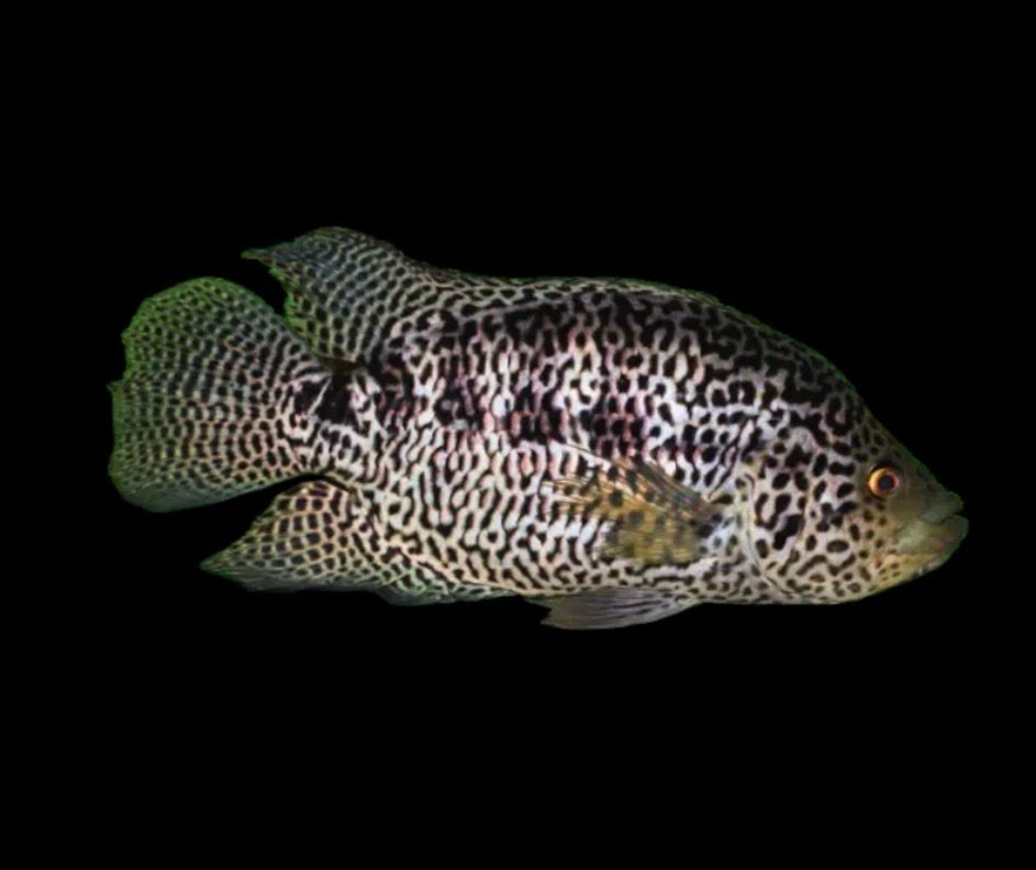 Cíclido Managuense | Cichlasoma managuense 5-6 cm