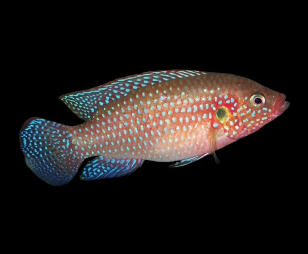 Cíclido joya azul | Hemichromis bimaculatus 6-7 cm