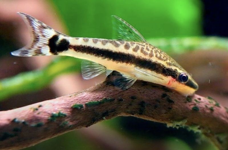 Otocinclus Affinis Lote 5unid