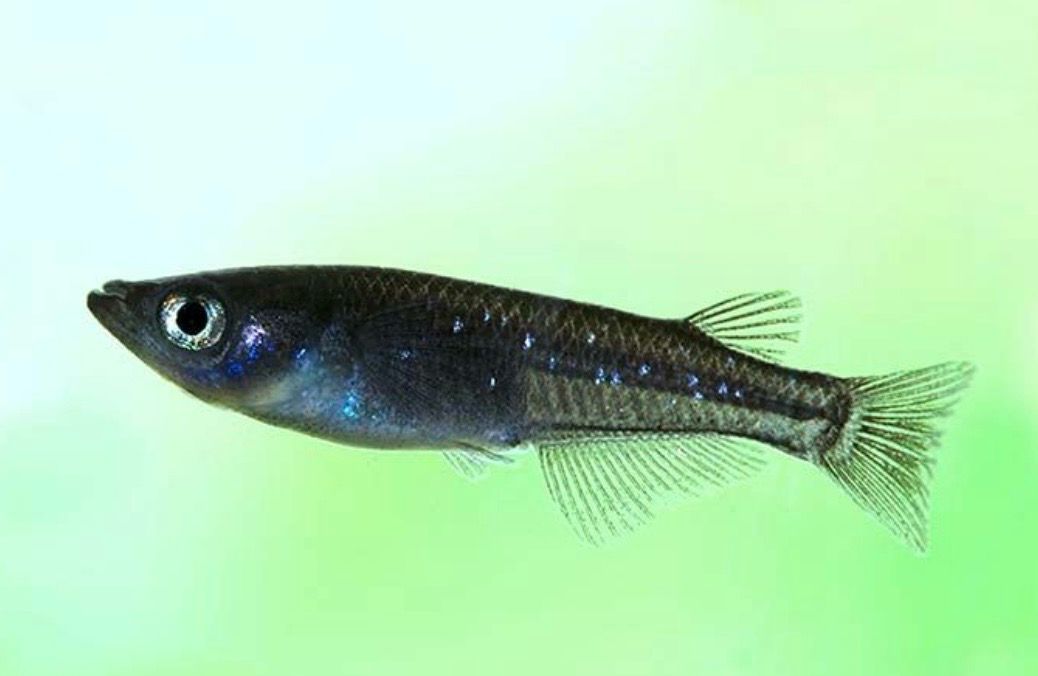 MEDAKA BLACK- ORYZIAS LATIPES BLACK