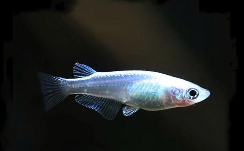 MEDAKA PLATA – ORYZIAS LATIPES SILVER