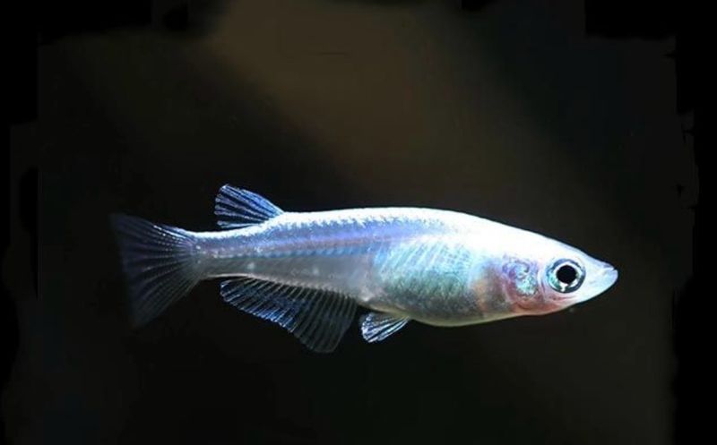 MEDAKA PLATA – ORYZIAS LATIPES SILVER