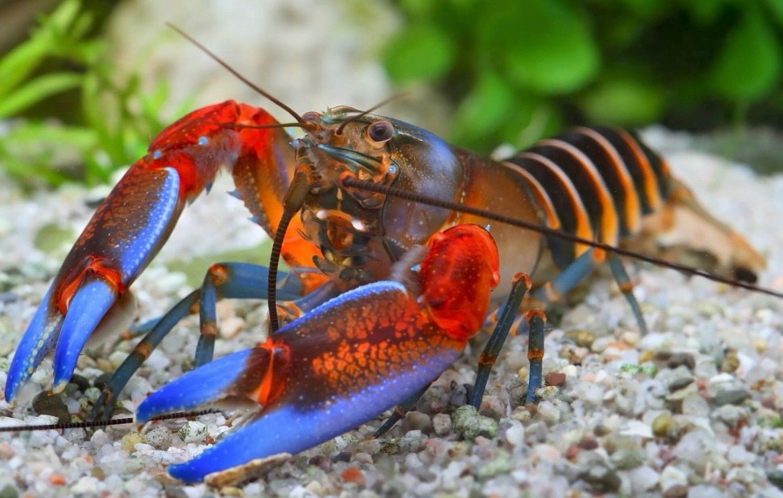 Cangrejo zebra | Cherax peknyi