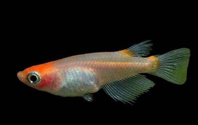 MEDAKA KOI- ORYZIAS LATIPES KOI