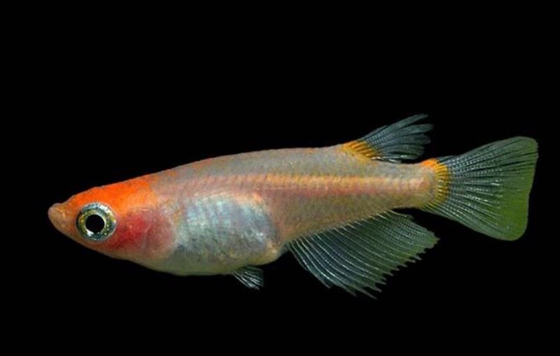 MEDAKA KOI- ORYZIAS LATIPES KOI