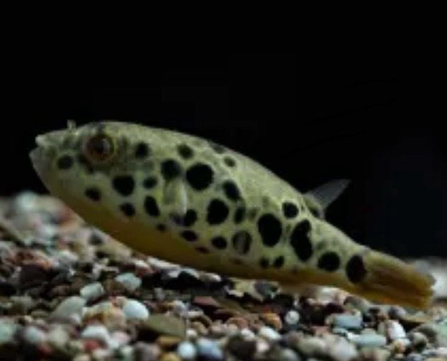  Tetraodon schoutedeni C.C