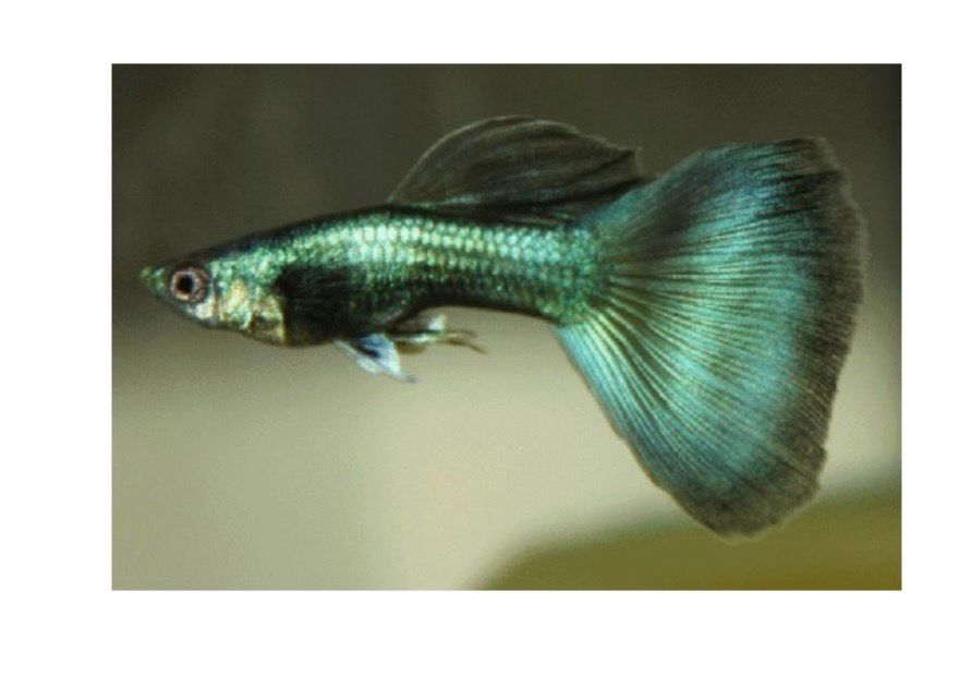 Guppy  green moscow pareja