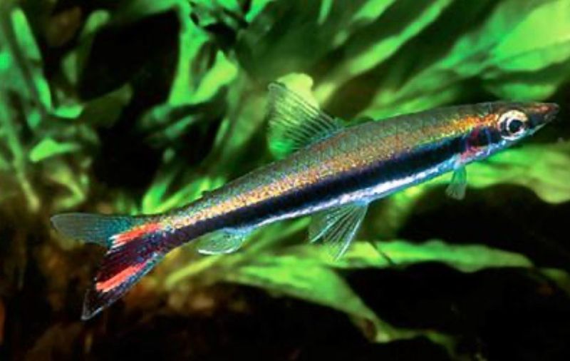 Nannobrycon ocellatus (unifasciatus Variante)