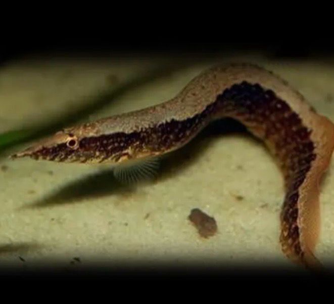 Mastacembelus Circumcinctus 7-9cm