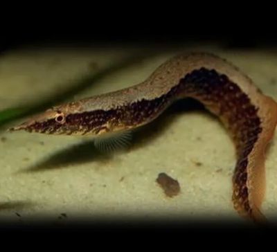 Mastacembelus Circumcinctus 7-9cm