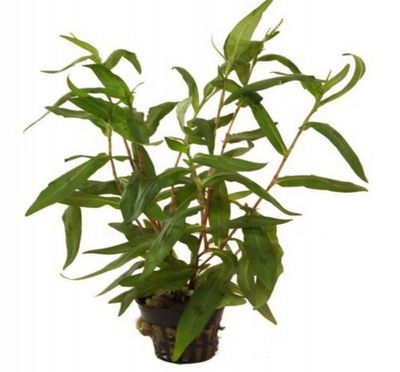 Polygonum Sp. São Paulo Maceta