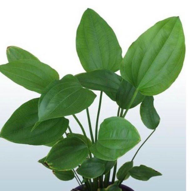 Echinodorus Radicans Maceta