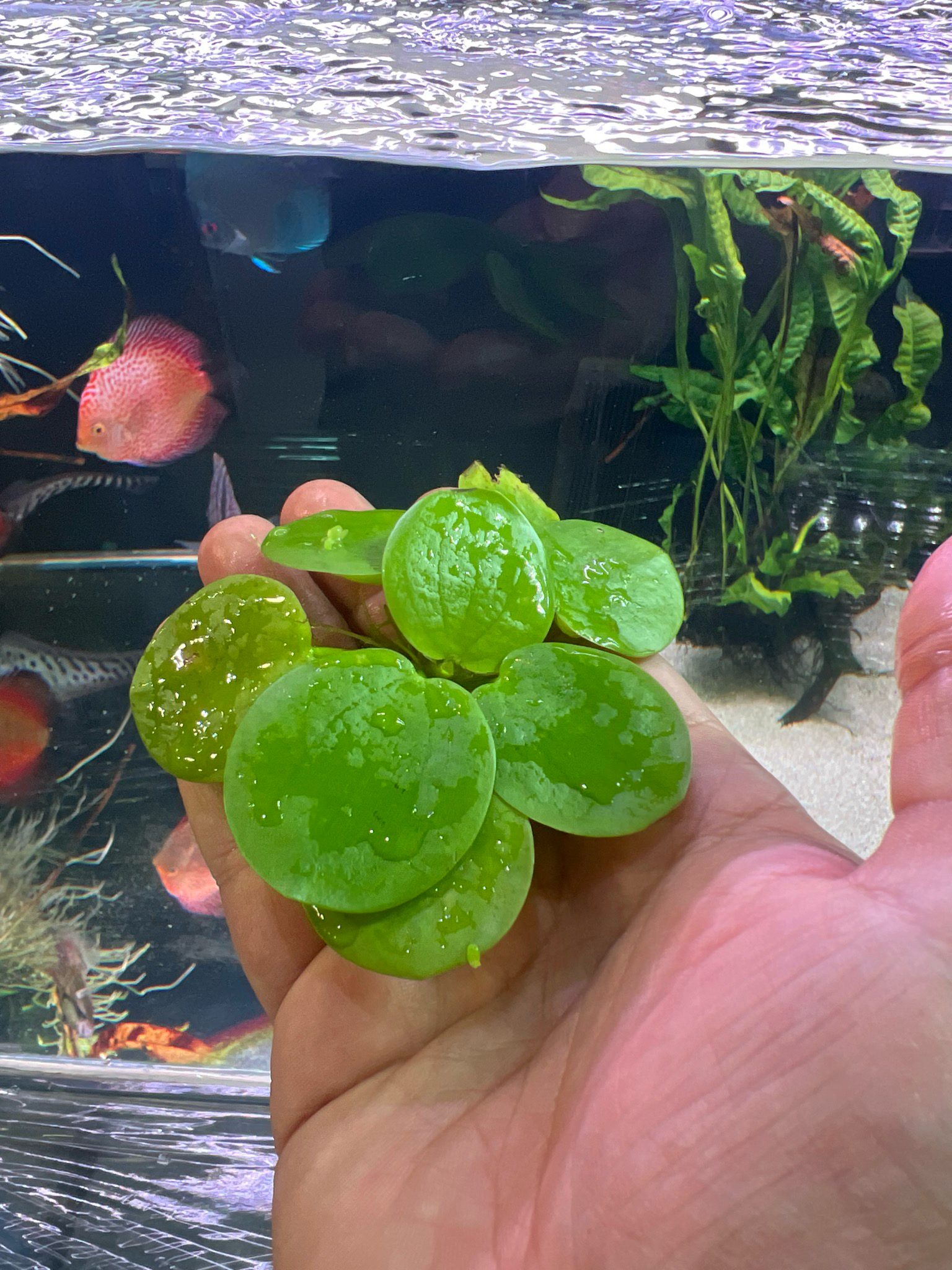 ? Limnobium laevigatum – Planta flotante (venta por Tarrina)