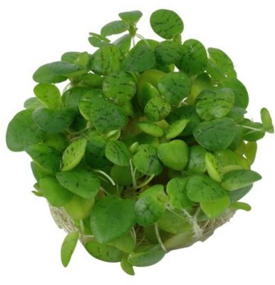 ? Limnobium laevigatum – Planta flotante (venta por unidad) ? Limnobium laevigatum – Planta flotante (venta por unidad)