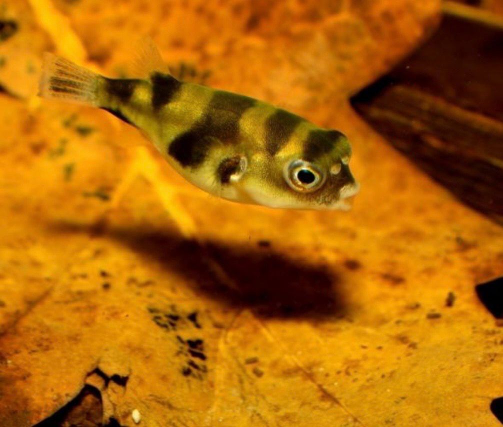 Colomesus asellus - Pez Globo del Amazonas