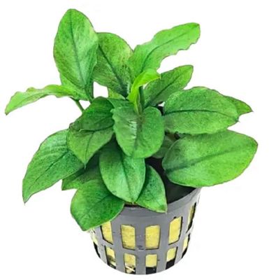 Anubias Nana Jade