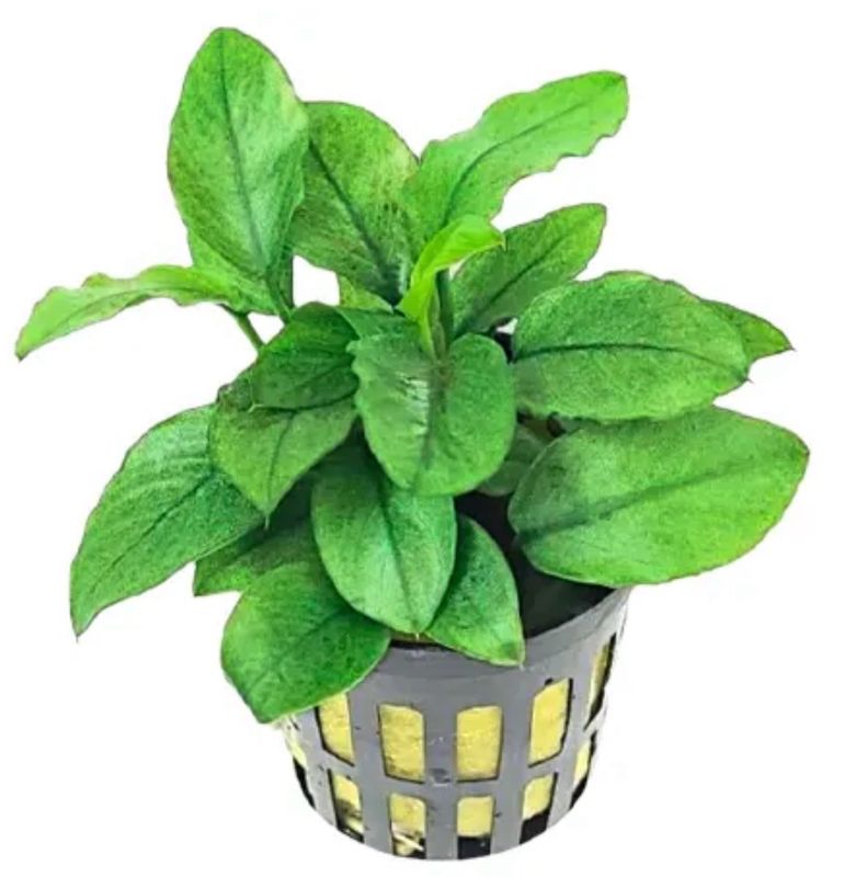 Anubias Nana Jade