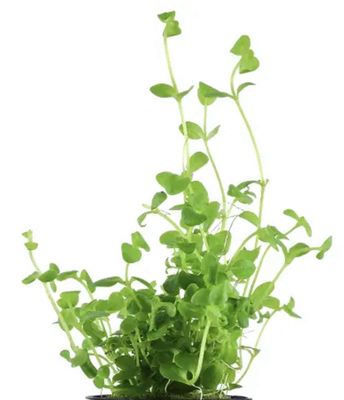 Rotala Rotundifolia Laos