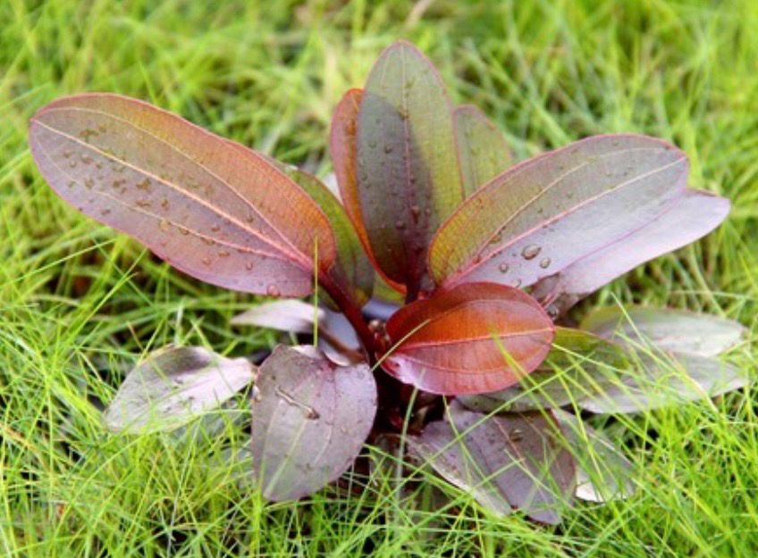 Echinodorus Red Camaleon 