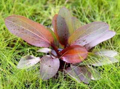 Echinodorus Red Camaleon 