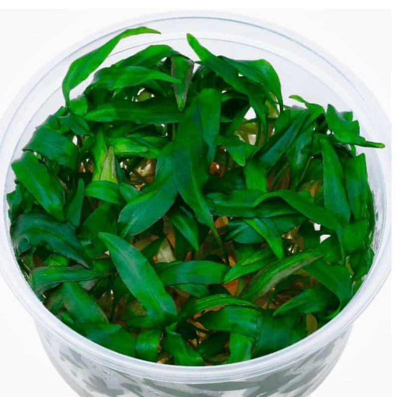 CRYPTOCORYNE WENDTII BROAD LEAF