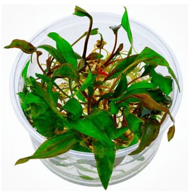 Cryptocoryne sp Purpurea