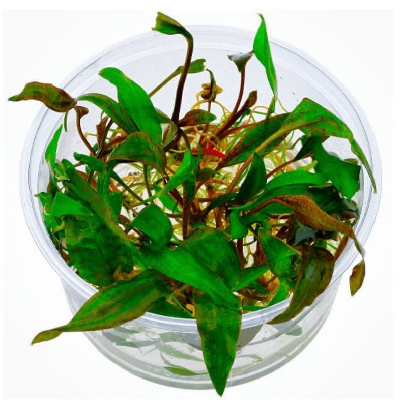 Cryptocoryne sp Purpurea
