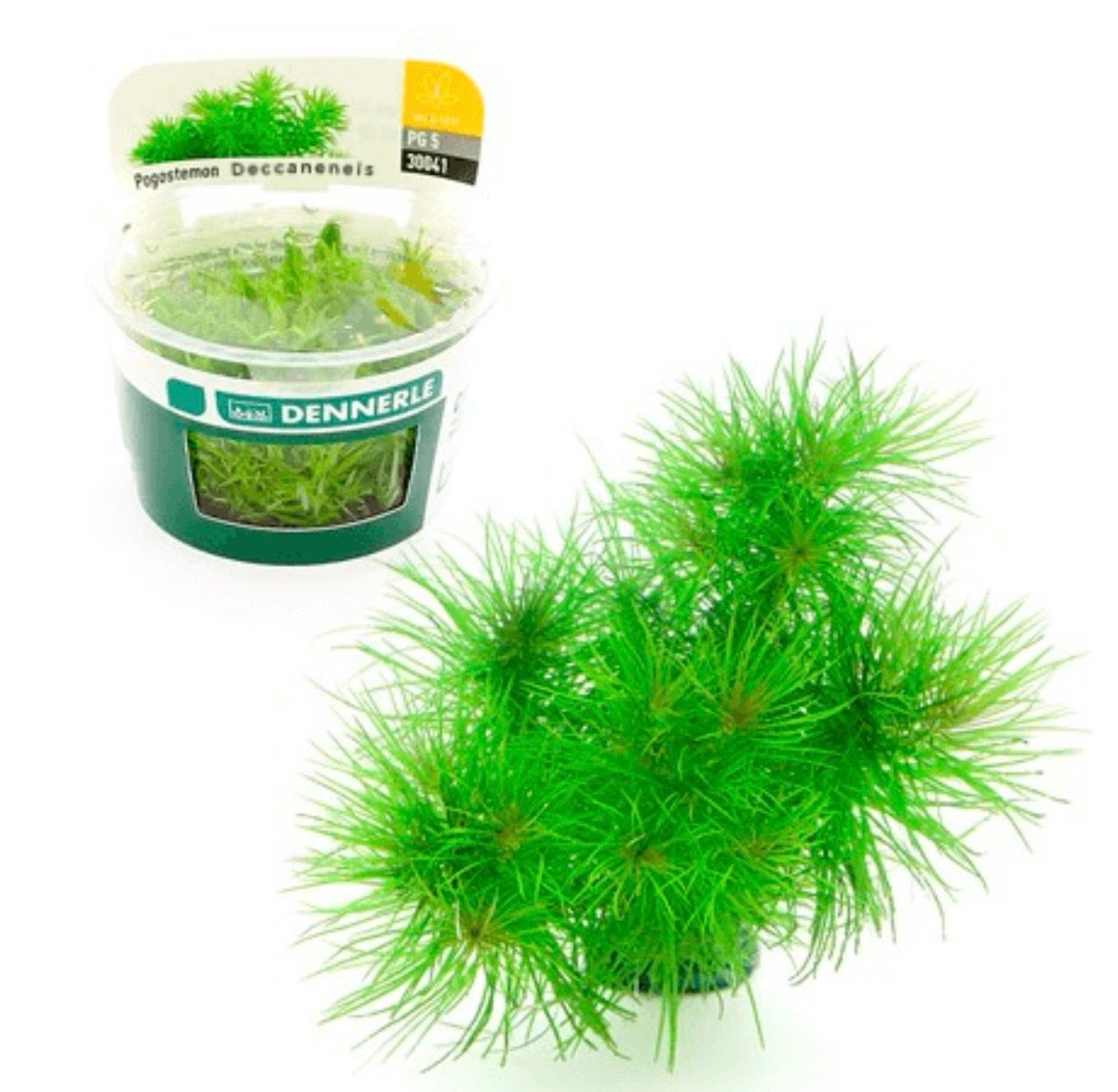 Pogostemon Deccanensis in vitro