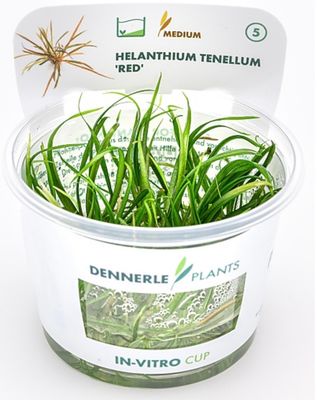 Helanthium Tenellum Red