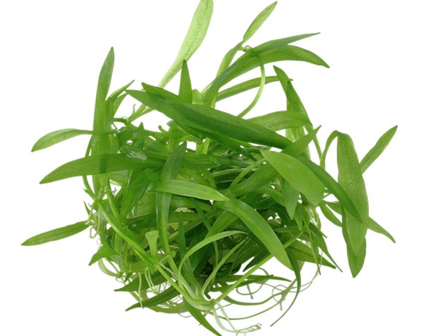 Helanthium bolivianum Quadricostatus