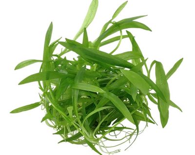 Helanthium bolivianum Quadricostatus
