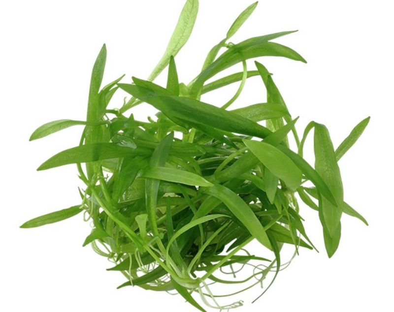 Helanthium bolivianum Quadricostatus
