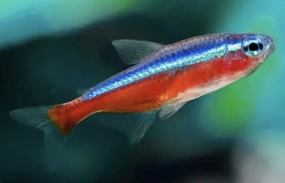 Tetra Cardenal XL talla de 3 a 3,5cm lote 10unid