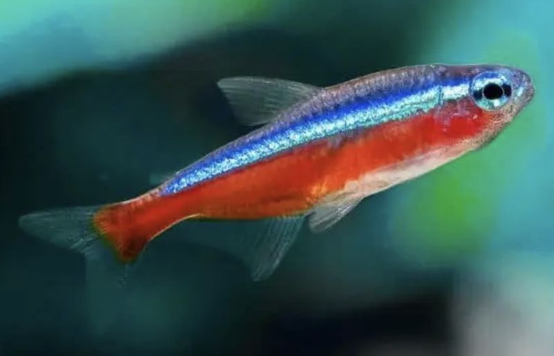 Tetra Cardenal XL talla de 3 a 3,5cm lote 10unid