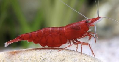 Neocaridina sakura red lote 10 unidades