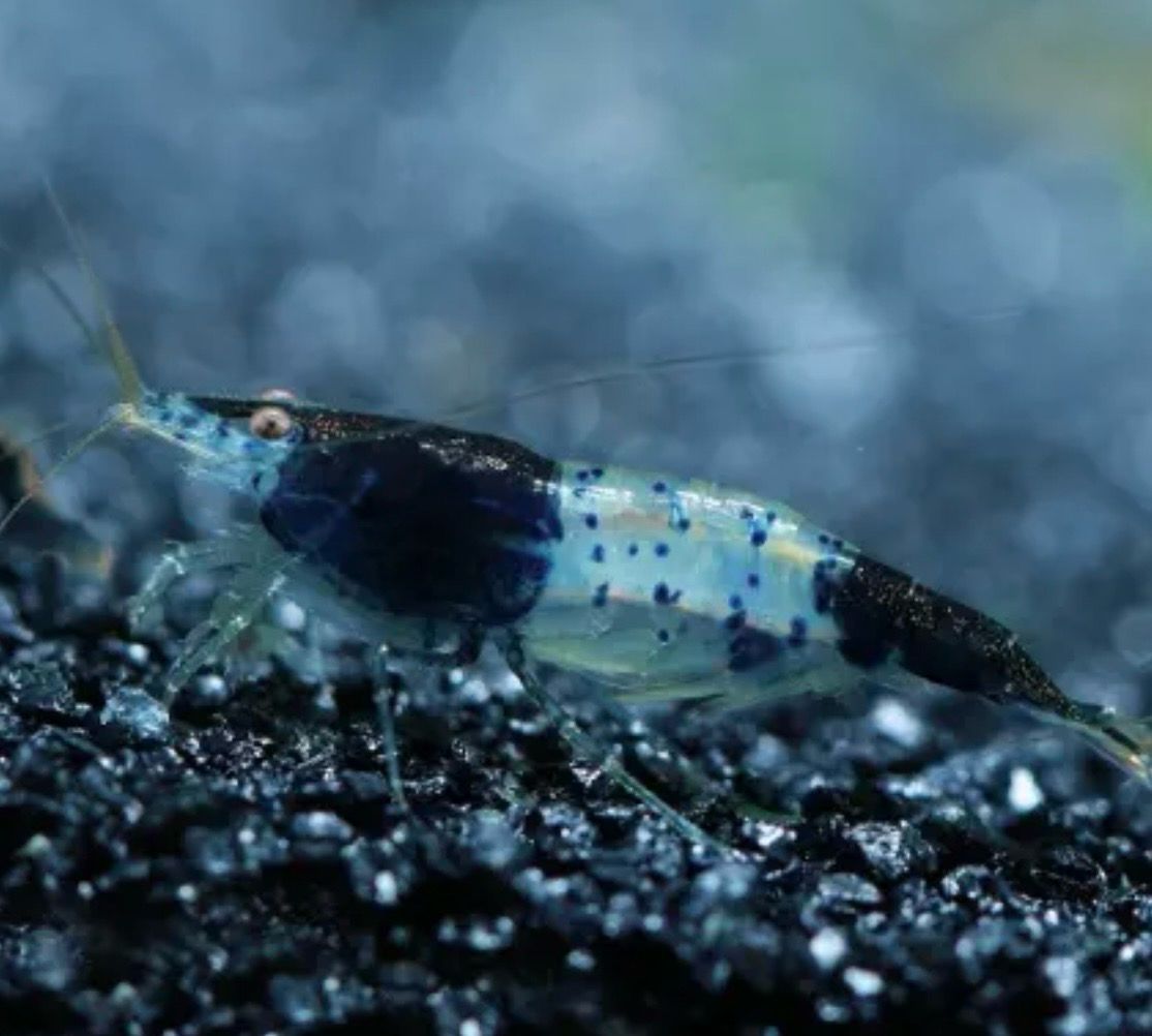 Neocaridina Black Rili lote 10unidades