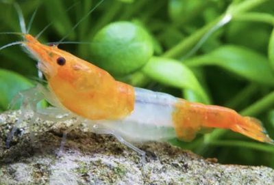 Neocaridina Orange rili lote 10 unidades