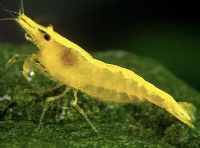 Neocaridina Yellow Golden Back lote 10 unidades
