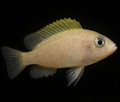 Neolamprologus Caudopunctatus