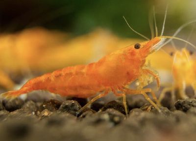 Neocaridina Orange lote 5 unidades