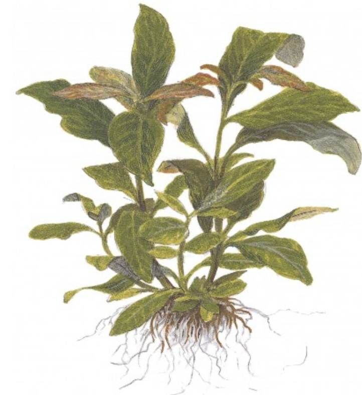 Hygrophila corymbosa 'Stricta' Maceta