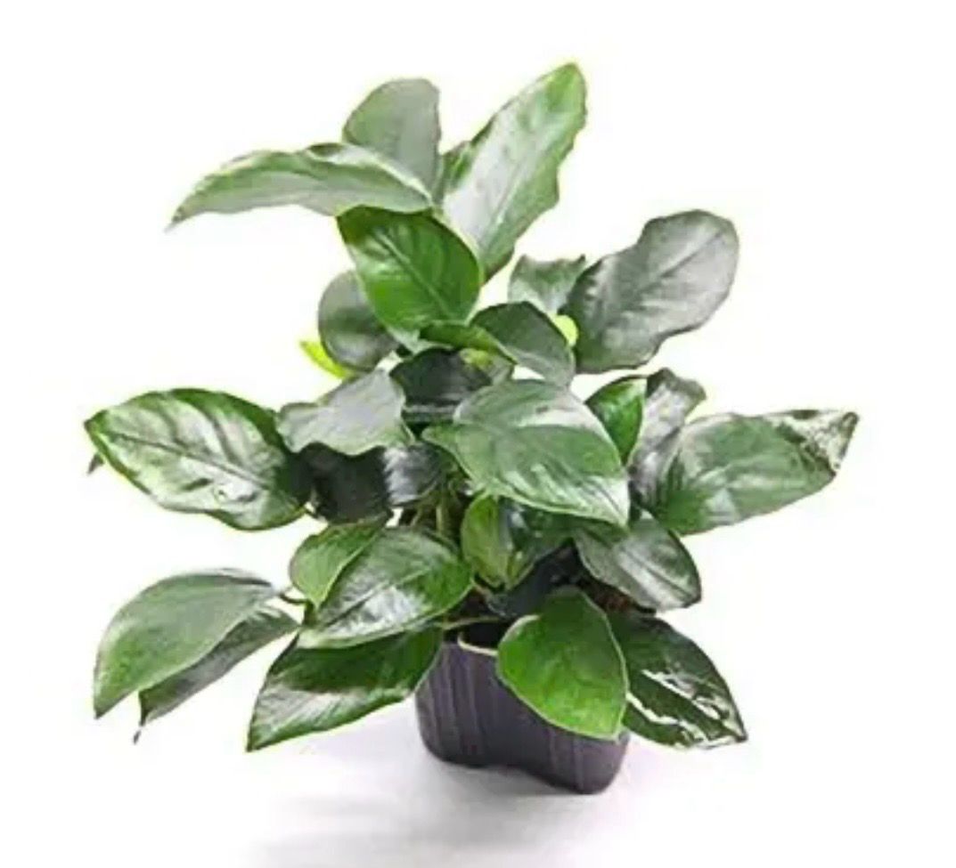 Anubias Nana Bigfoot XL Maceta