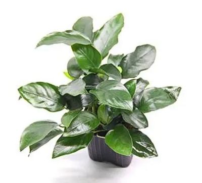 Anubias Nana Bigfoot XL Maceta