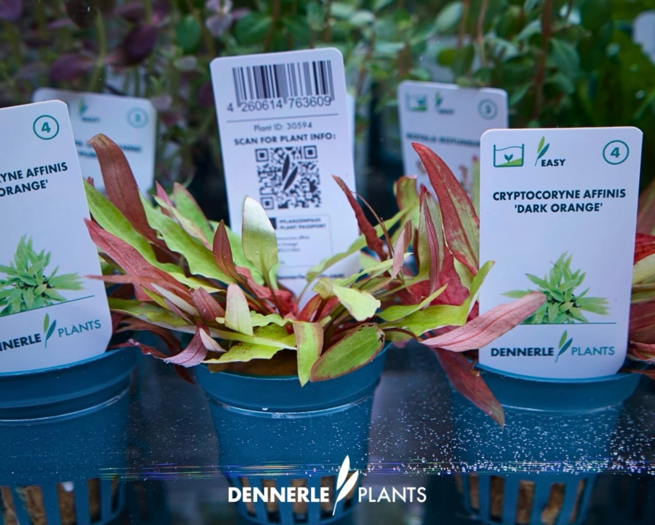 Cryptocoryne Affinis Dark Orange Maceta