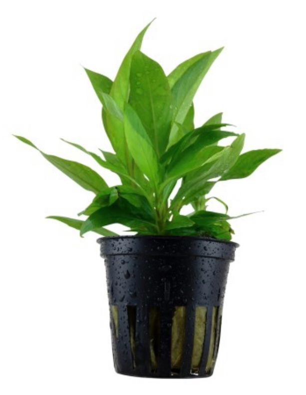 Hygrophila corymbosa 'Stricta' Maceta