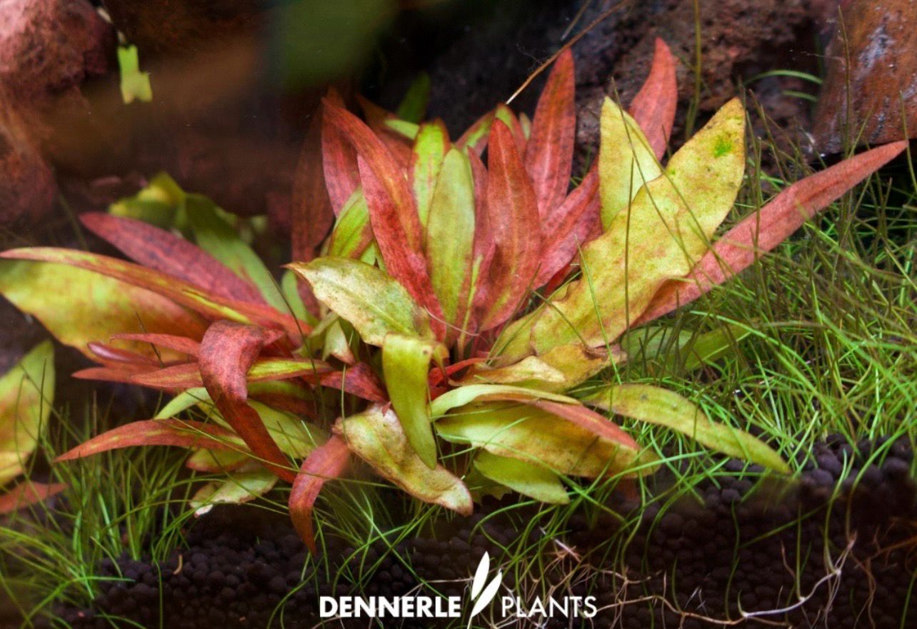 Cryptocoryne Affinis Dark Orange Maceta