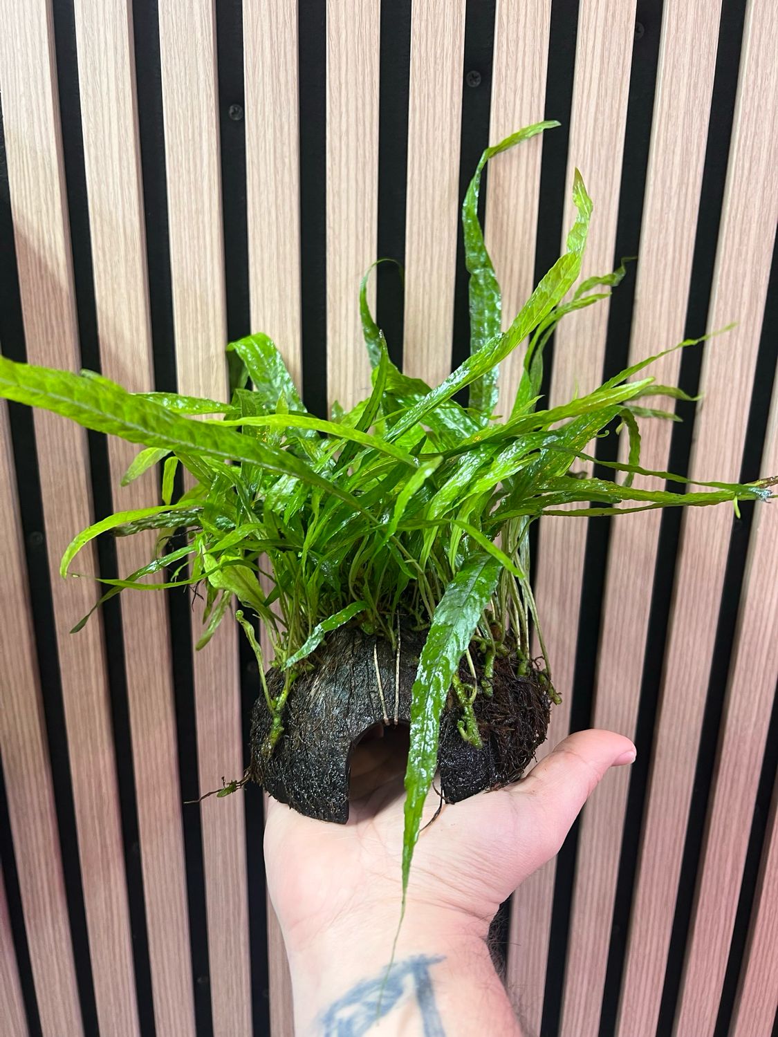 Coco con Planta Enraizada