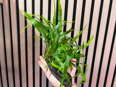 Planta Enraizada en Tronco