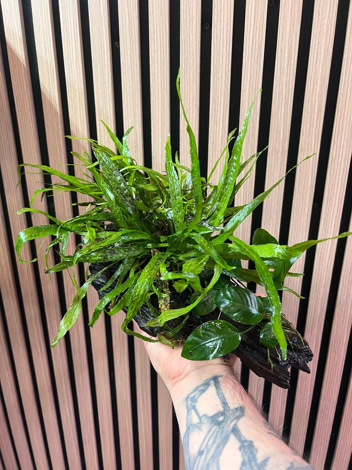 Planta Enraizada en Tronco