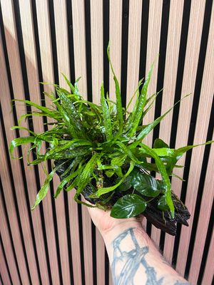 Planta Enraizada en Tronco